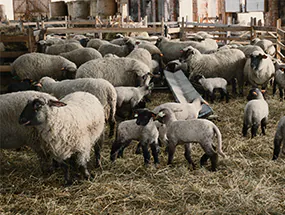 LED-Beleuchtung im Stall